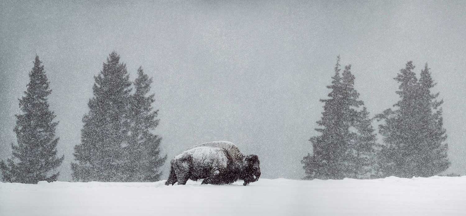 Photo d'un bison dans la neige
