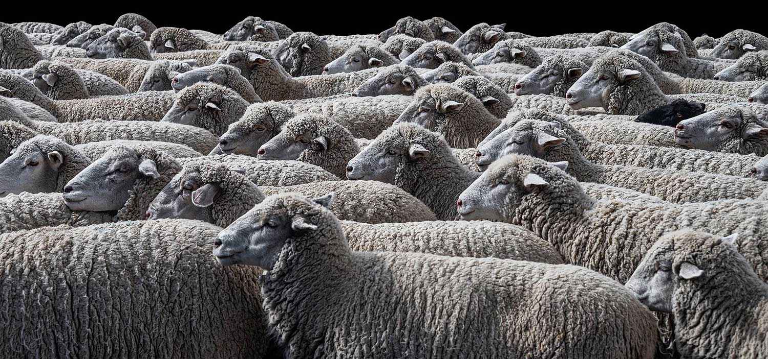 Photo de comptage des moutons