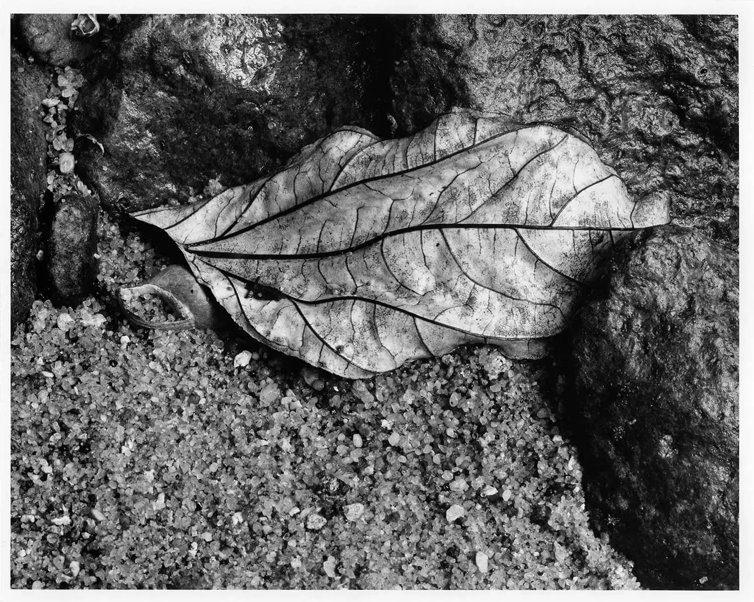 , Fallen grace : La beauté des feuilles mortes