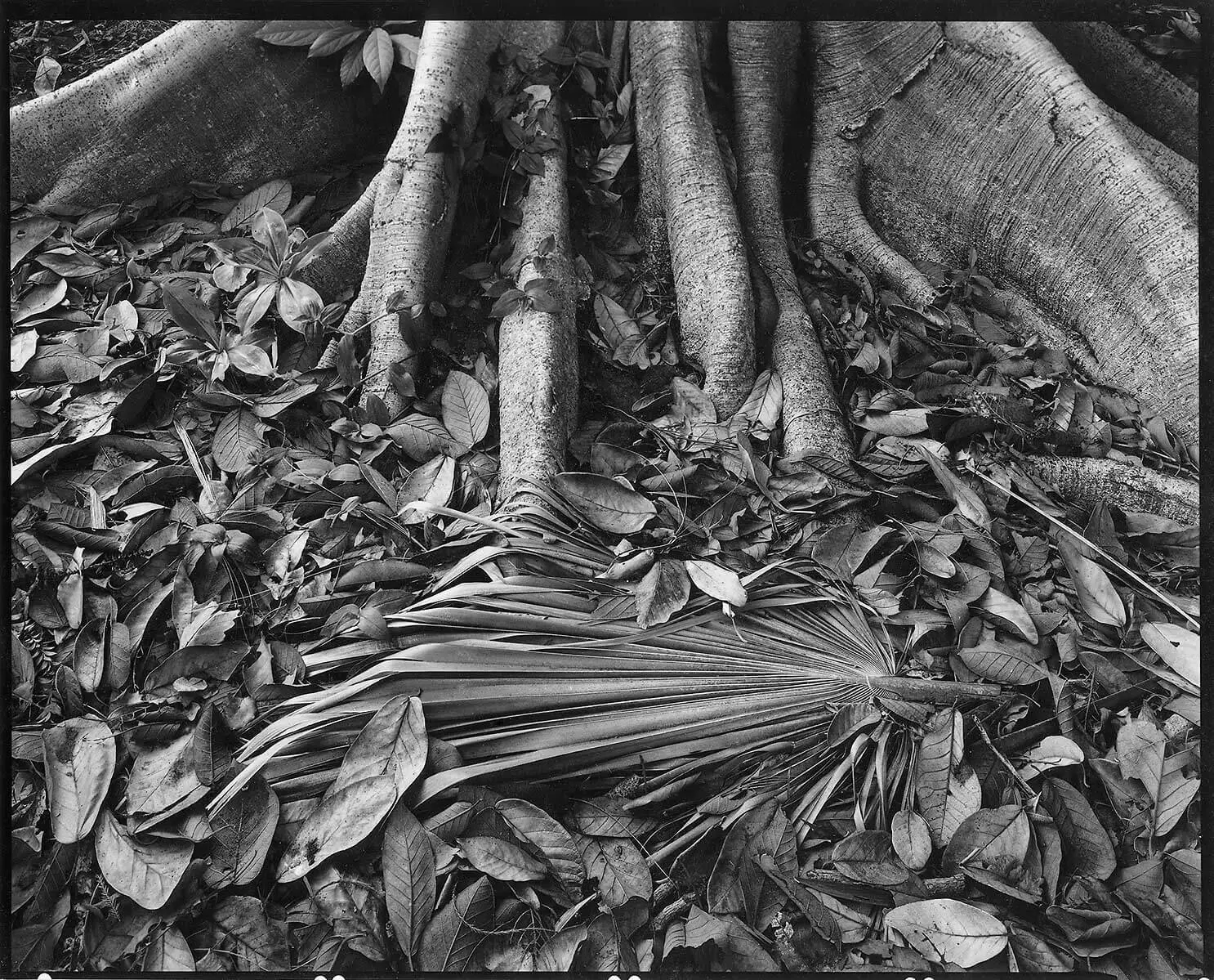 Feuille de palmier - Peter Rockstroh